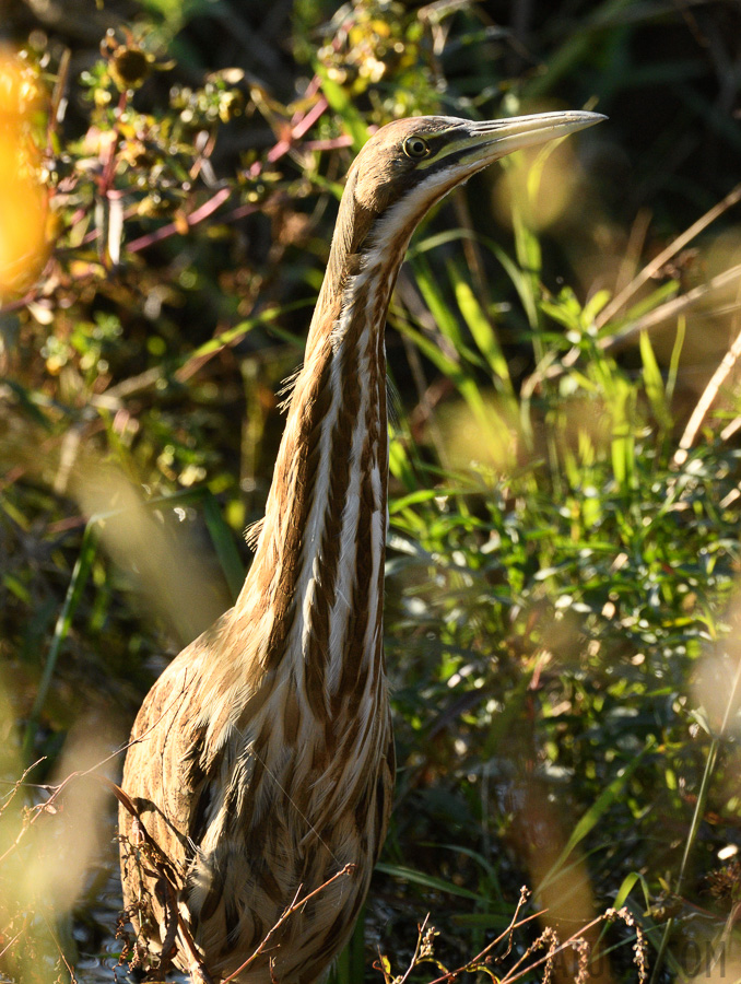 Botaurus lentiginosus [400 mm, 1/800 sec at f / 8.0, ISO 1600]